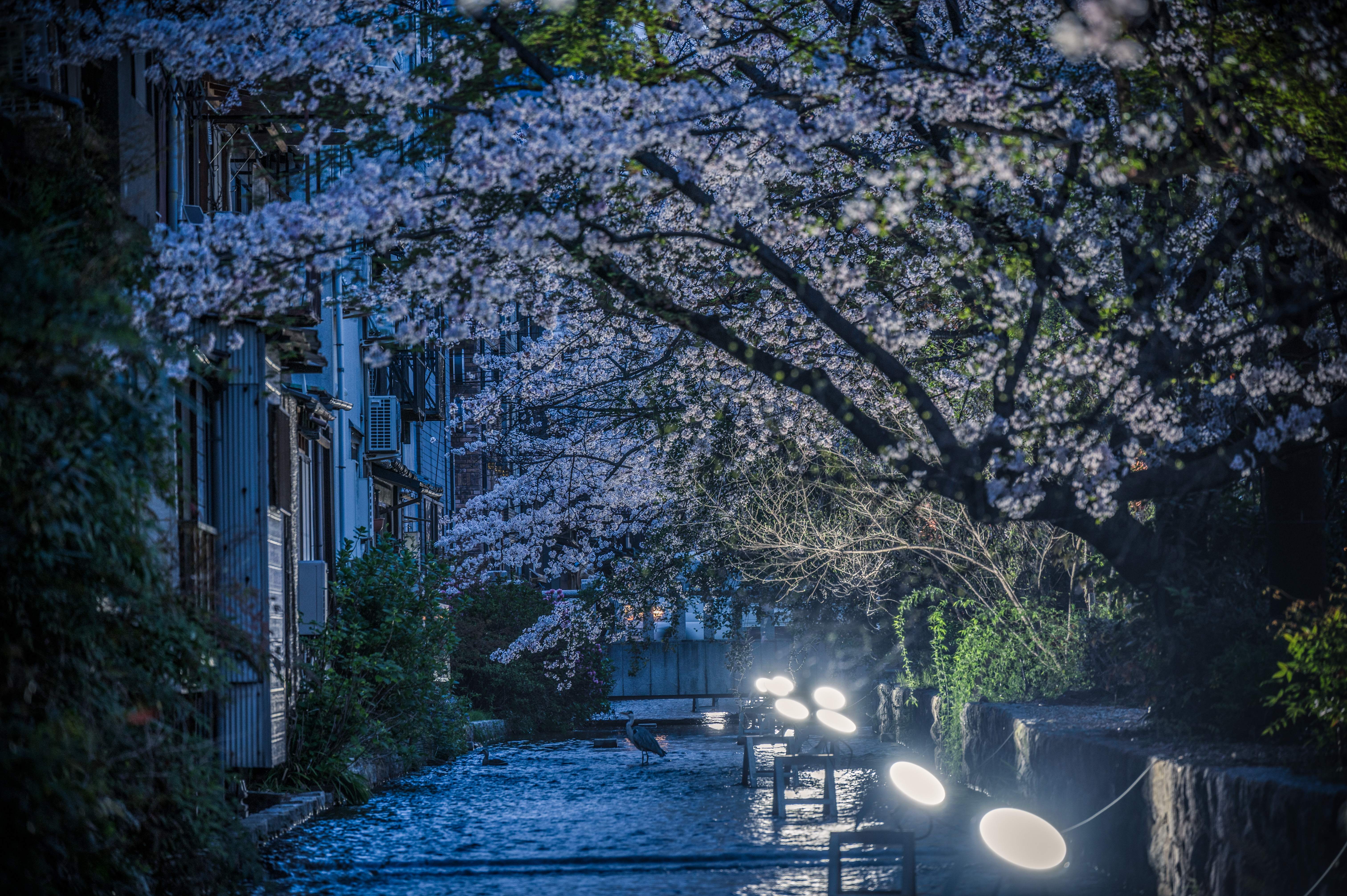 Takase River cherry blossom trail — 5 seconds from Kabaya House